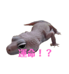 オタクな爬虫類たち（1）（個別スタンプ：6）