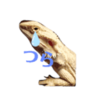 オタクな爬虫類たち（1）（個別スタンプ：7）
