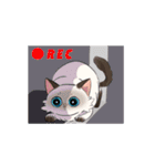 ポイント猫ちゃんスタンプ（個別スタンプ：20）