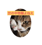 びちゅこさんのスタンプ（個別スタンプ：3）