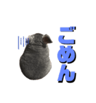 まるこ（チンチラ）（個別スタンプ：2）