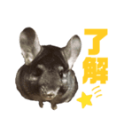 まるこ（チンチラ）（個別スタンプ：3）