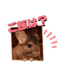 まるこ（チンチラ）（個別スタンプ：6）