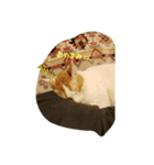 はなとこむぎ（個別スタンプ：2）
