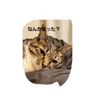 はなとこむぎ（個別スタンプ：3）