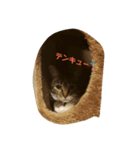 はなとこむぎ（個別スタンプ：6）