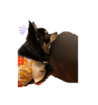 チワワのジゼル（個別スタンプ：7）