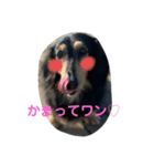 ダックスすたんぷ♡（個別スタンプ：4）