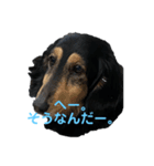 ダックスすたんぷ♡（個別スタンプ：5）