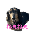 ダックスすたんぷ♡（個別スタンプ：7）