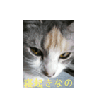 りんこにゃん（個別スタンプ：1）