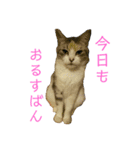 りんこにゃん（個別スタンプ：3）