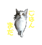 りんこにゃん（個別スタンプ：7）