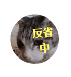 老猫スタンプ2（個別スタンプ：1）