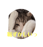 老猫スタンプ2（個別スタンプ：2）