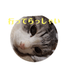 老猫スタンプ2（個別スタンプ：3）
