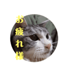 老猫スタンプ2（個別スタンプ：5）