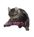 ニャンズLove（個別スタンプ：2）