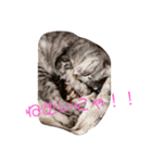 ニャンズLove（個別スタンプ：3）