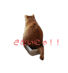 ニャンズLove（個別スタンプ：4）