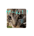 ニャンズLove（個別スタンプ：7）