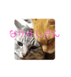 ニャンズLove（個別スタンプ：8）