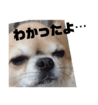 TENTENTEN3（個別スタンプ：5）