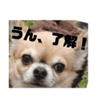 TENTENTEN3（個別スタンプ：7）
