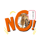 福来たる！！（個別スタンプ：5）