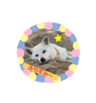 ちゃこの挨拶（個別スタンプ：1）