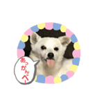 ちゃこの挨拶（個別スタンプ：2）
