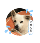 ちゃこの挨拶（個別スタンプ：7）