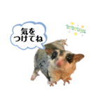 Happy フクロモモンガ 2（個別スタンプ：2）