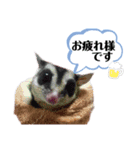 Happy フクロモモンガ 2（個別スタンプ：3）