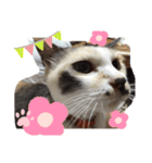 ぽぽもみ（個別スタンプ：8）