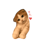 子猫のロイぼうや♪（個別スタンプ：1）