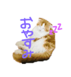 子猫のロイぼうや♪（個別スタンプ：2）
