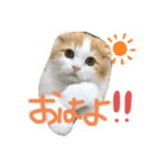 子猫のロイぼうや♪（個別スタンプ：3）