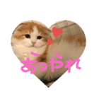 子猫のロイぼうや♪（個別スタンプ：4）