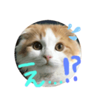 子猫のロイぼうや♪（個別スタンプ：5）