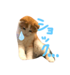 子猫のロイぼうや♪（個別スタンプ：6）