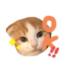 子猫のロイぼうや♪（個別スタンプ：7）