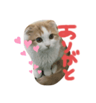 子猫のロイぼうや♪（個別スタンプ：8）