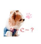 ぴーちゃん♡犬 チワワ（個別スタンプ：1）