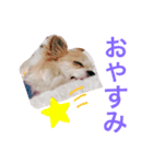 ぴーちゃん♡犬 チワワ（個別スタンプ：3）