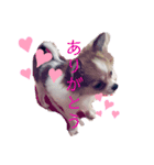 ぴーちゃん♡犬 チワワ（個別スタンプ：5）