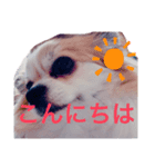 ぴーちゃん♡犬 チワワ（個別スタンプ：7）