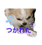ぴーちゃん♡犬 チワワ（個別スタンプ：8）