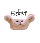 はりやさん人間年齢28歳（個別スタンプ：1）