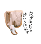 はりやさん人間年齢28歳（個別スタンプ：2）